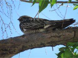 Common Nighthawk
